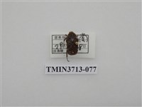 藏品(金龜子科)的圖片